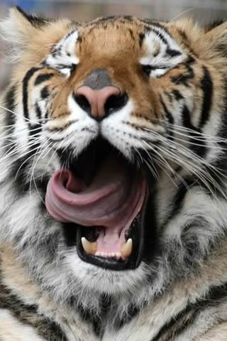 Wie ihr seht, liebe ich Tiger
